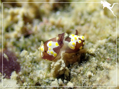 Colpodaspis thompsoni