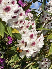 Bombus dahlbomii