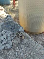 Aphonopelma chalcodes