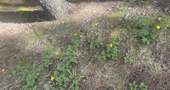 Ranunculus bulbosus