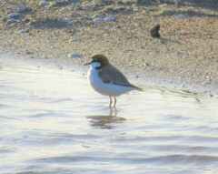 Charadrius ruficapillus
