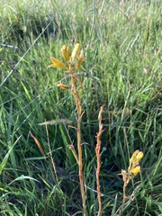 Bulbine bulbosa