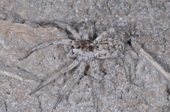 Pavocosa