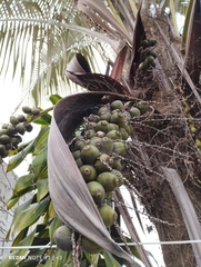 Cocoseae