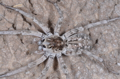 Pavocosa