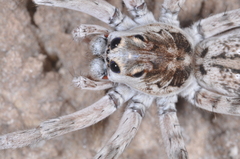 Pavocosa