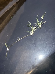 Bouteloua dactyloides