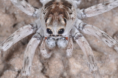 Pavocosa