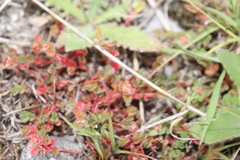 Gonocarpus micranthus