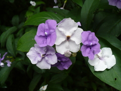Brunfelsia pauciflora