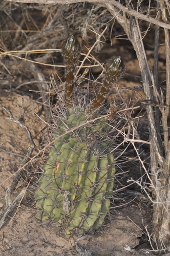 Acanthocalycium leucanthum, photograph 4