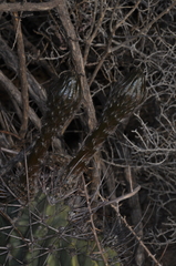 Echinopsis leucantha