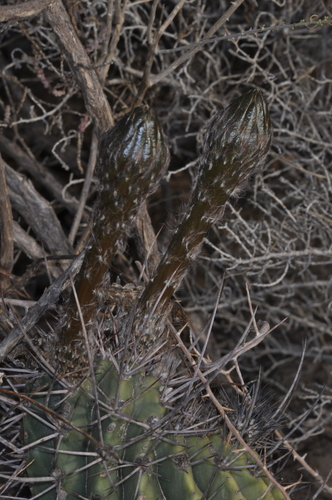 Acanthocalycium leucanthum, photograph 6