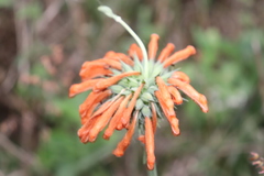 Leonotis