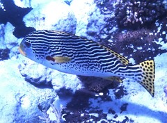 Plectorhinchus lineatus