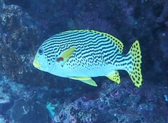 Plectorhinchus lineatus