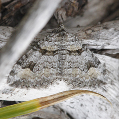 Xanthorhoe abrasaria