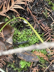 Riccia huebeneriana