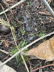 Riccia huebeneriana
