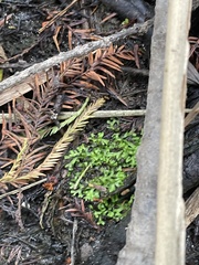 Riccia huebeneriana