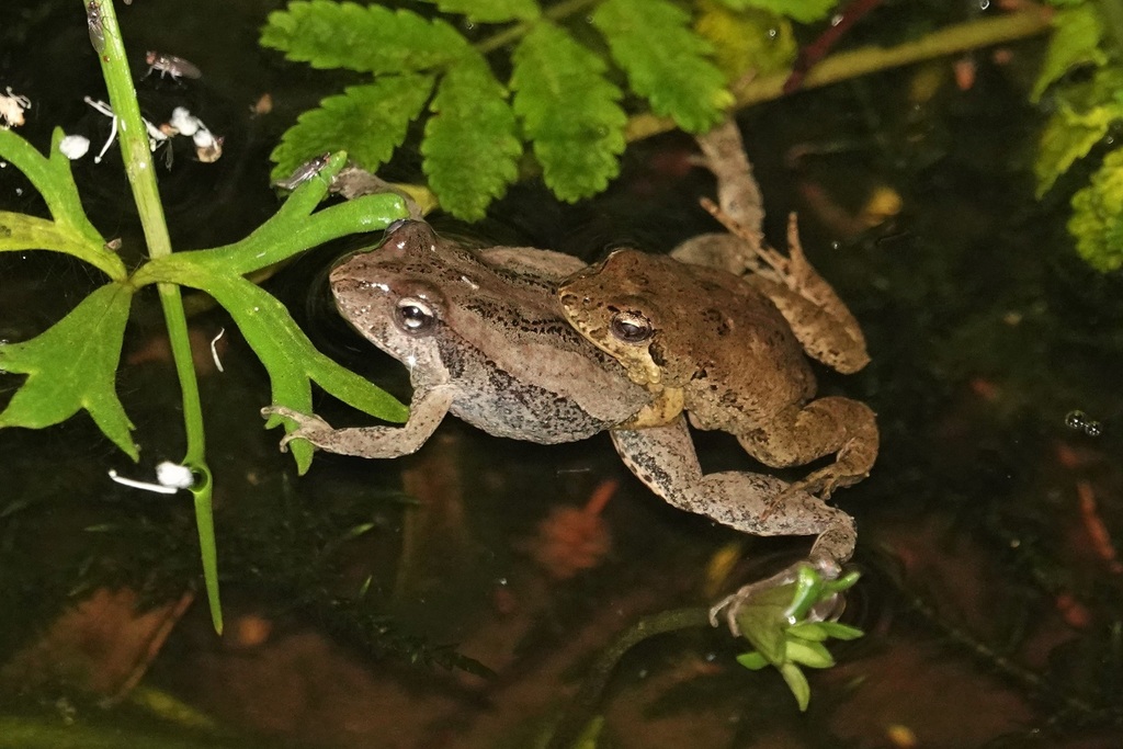 Common Eastern Froglet From Melbourne VIC, Australia On November 13 ...