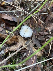 Marasmius calhouniae