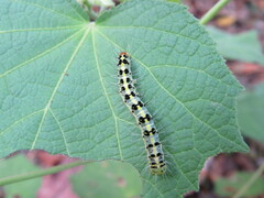 Xanthodes transversa