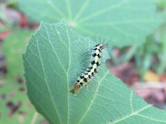 Xanthodes transversa