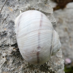Helix secernenda