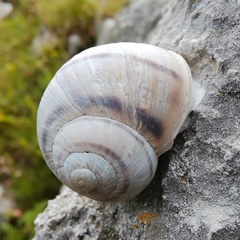 Helix secernenda