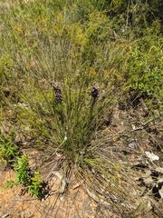 Xanthorrhoea minor minor