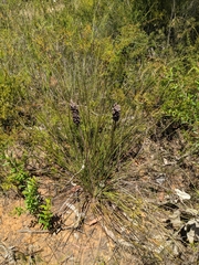 Xanthorrhoea minor minor