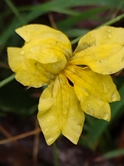 Goodenia lanata