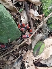 Micrurus corallinus