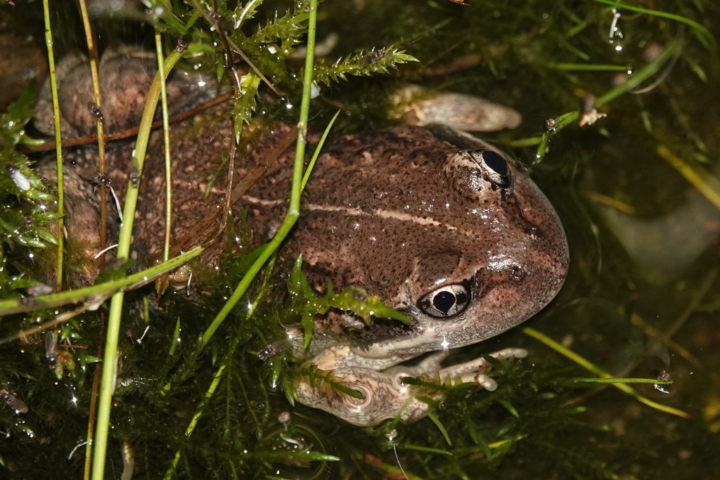 Eastern Banjo Frog from Melbourne VIC, Australia on November 13, 2022 ...