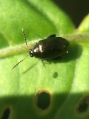 Psylliodes brettinghami