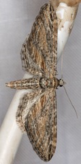 Eupithecia