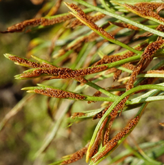 Asplenium septentrionale