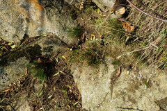 Asplenium septentrionale