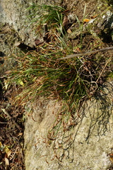 Asplenium septentrionale