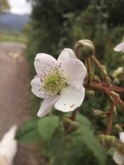 Rubus adenotrichos