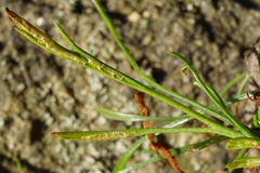 Asplenium septentrionale
