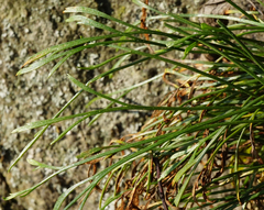 Asplenium septentrionale