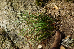Asplenium septentrionale