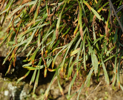 Asplenium septentrionale