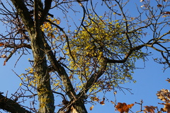 Loranthus europaeus