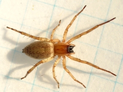 Hibana gracilis