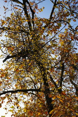 Loranthus europaeus