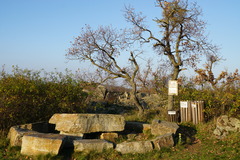 Loranthus europaeus