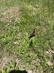 Euploea core corinna